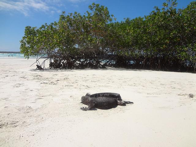 Santa Cruz Island